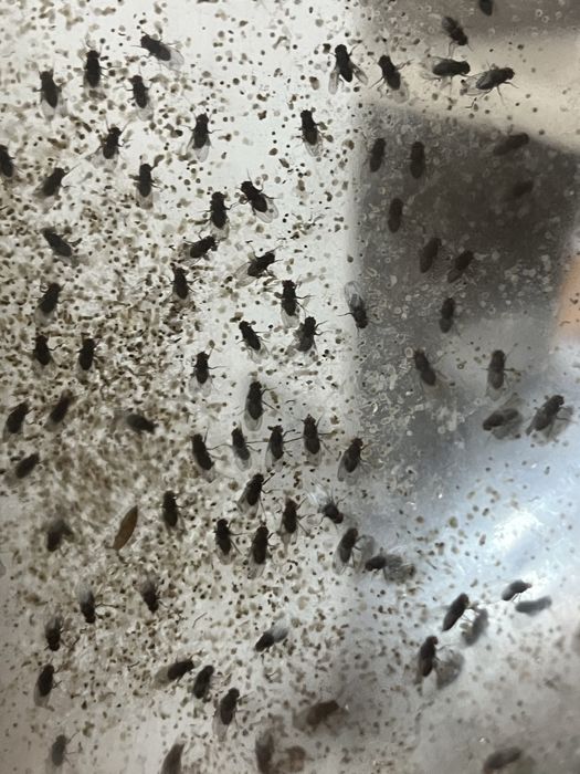 Мушка дрозофила для животных (меланогастер,хидея)