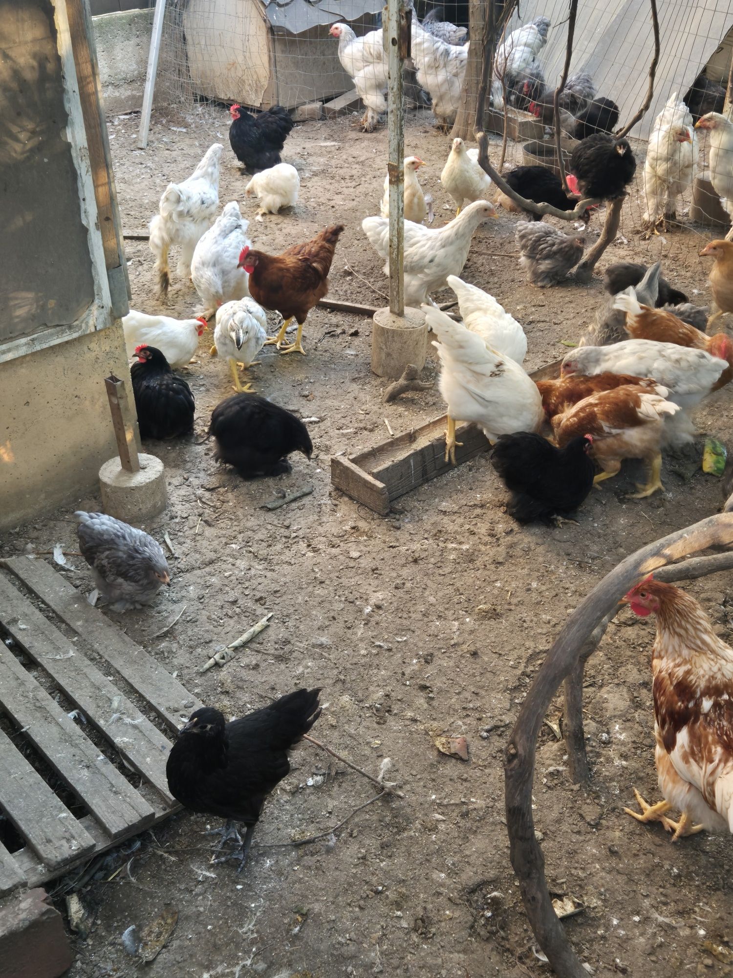 Vând pui cochinchina, brahma , ouatoare si australorp