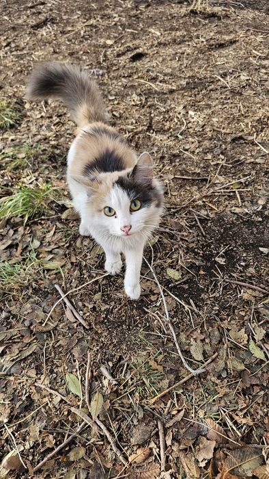 Кошечка в дар,..