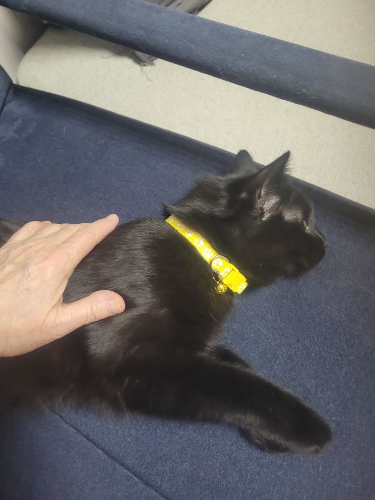 Кошки  и  коты..