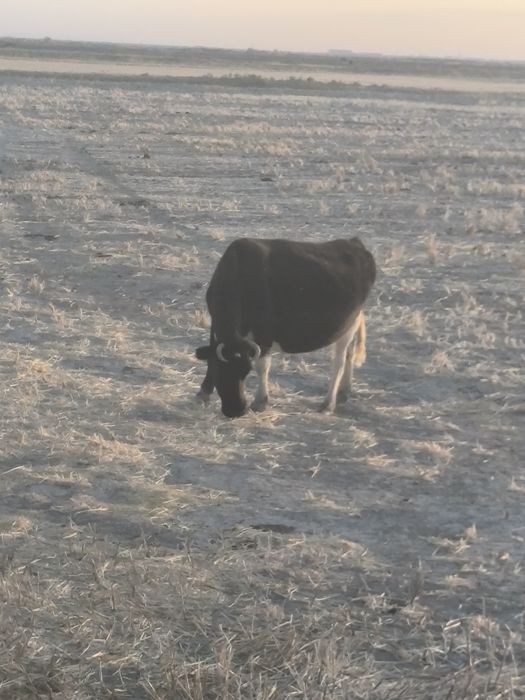 Сиыр сатылады буаз күйі жақсы