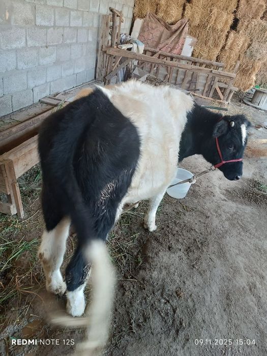 Гуножин гунажин..