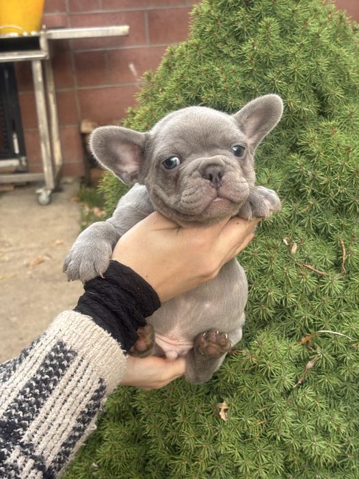 Bulldog francez Mascul