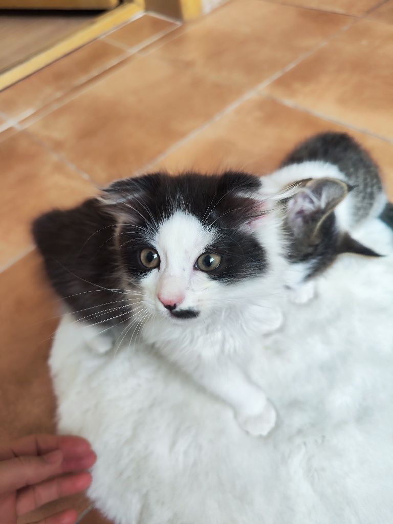 Котёнок-мальчик ищет любящее сердечко