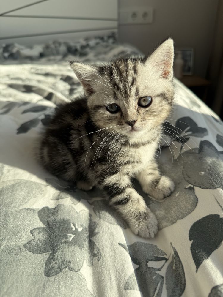 Продается котенок (девочка)