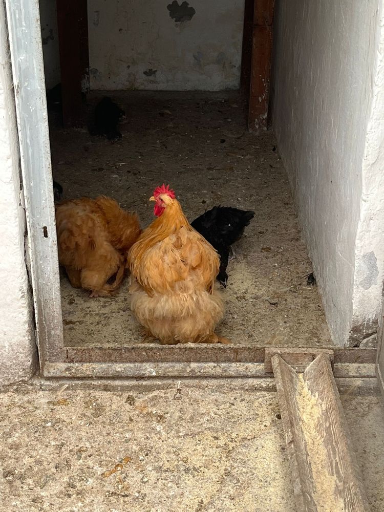 Vând cocoș cochinchina uriaș galben
