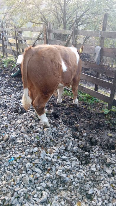 Vand vițel bălțata romănească