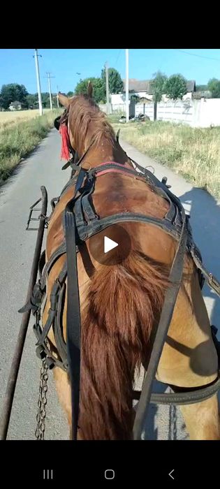 De vânzare cal castrat !