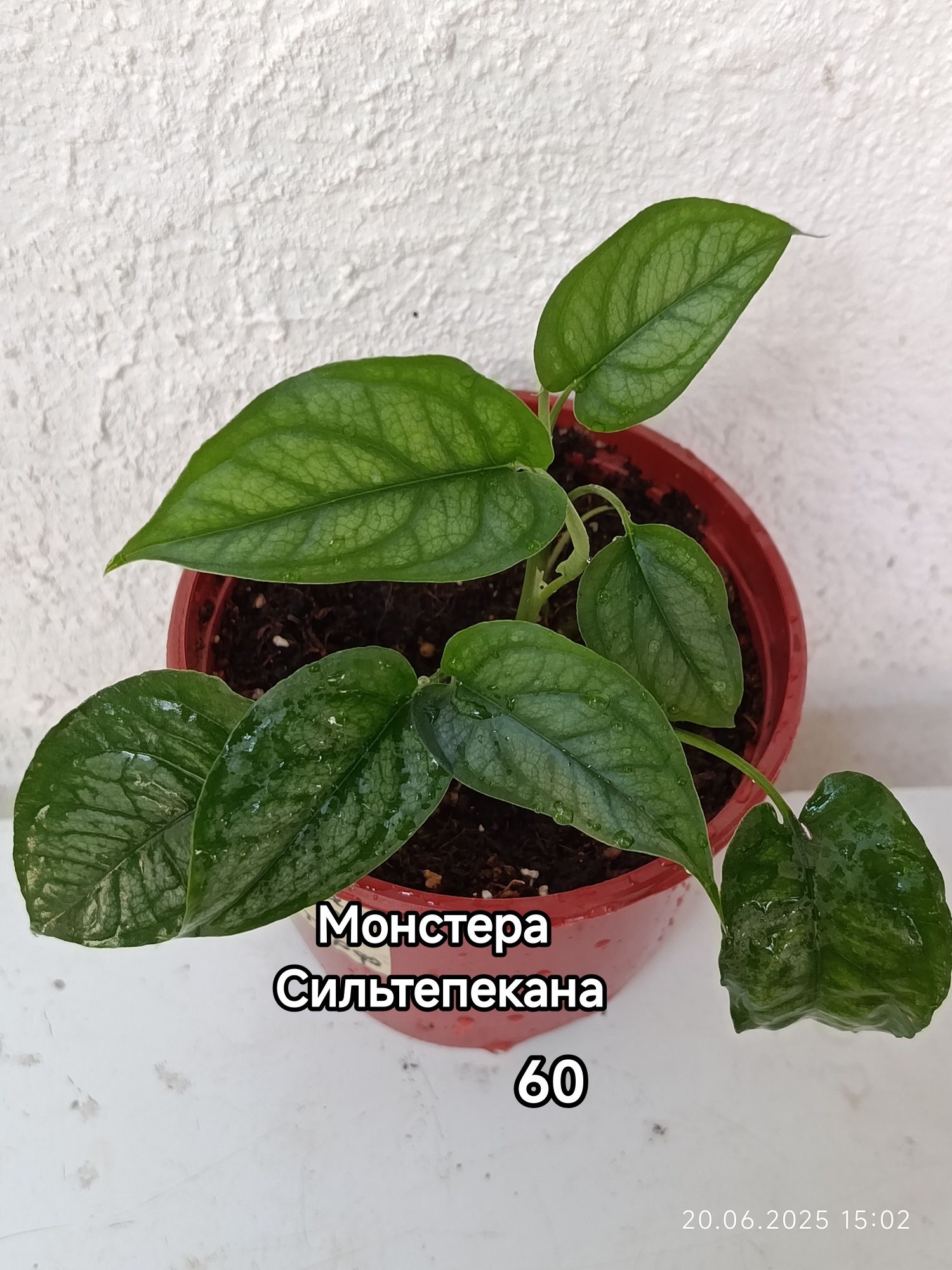 Продажа комнатных растений.