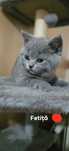 British shorthair