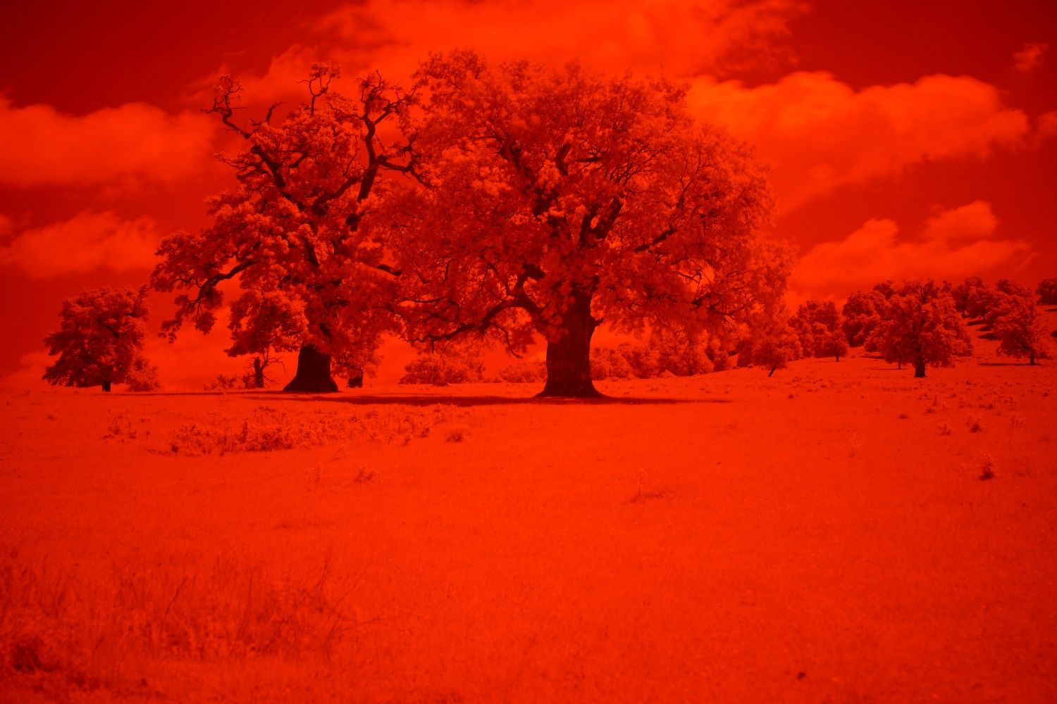 Hoya InfraRed R72 Filtru Infrarosu 72mm