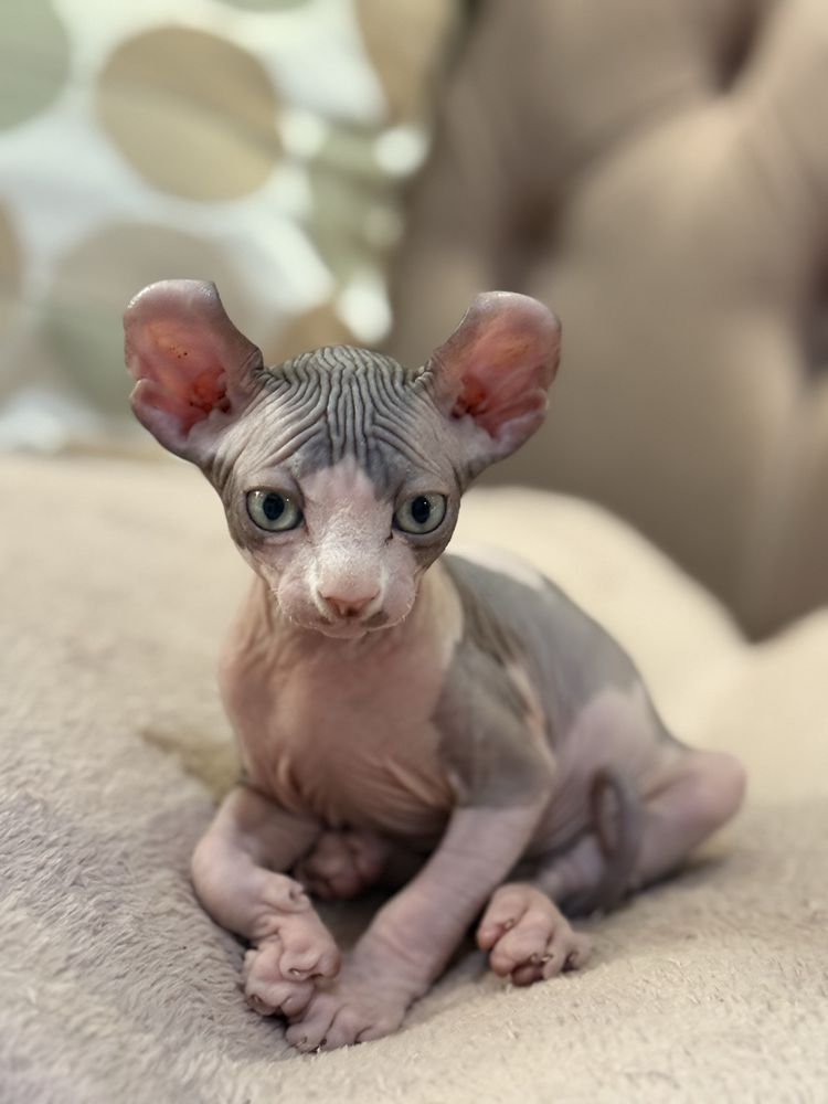 Sphinx Elf baietel
