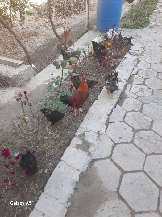 Xonaki tovuqlar sotiladi donasi 120 ming .Продаётся домашние курицы