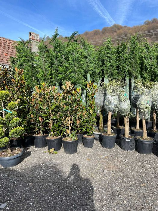 Plante Ornamentale de Calitate Extra