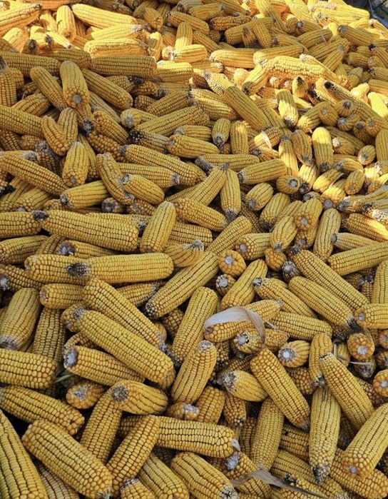 Vând porumb știuleți producție 2025