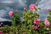 Маслодайна роза, казанлъшка роза, роза дамасцена (Rosa × damascena)