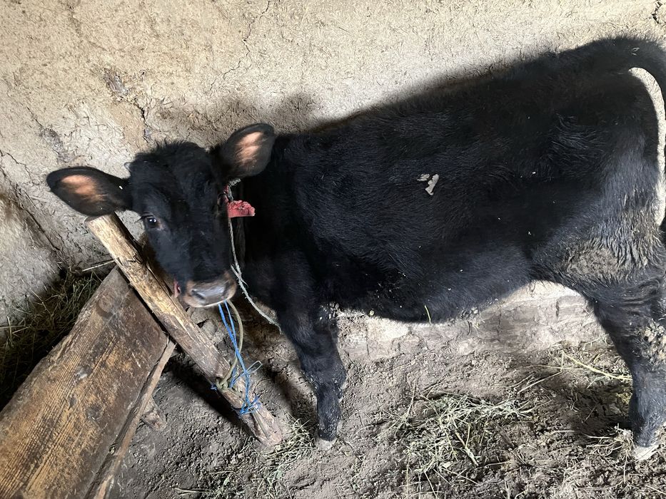 Vand tauras 5 luni jumate