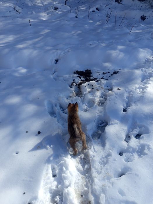 Продам шинков лайки