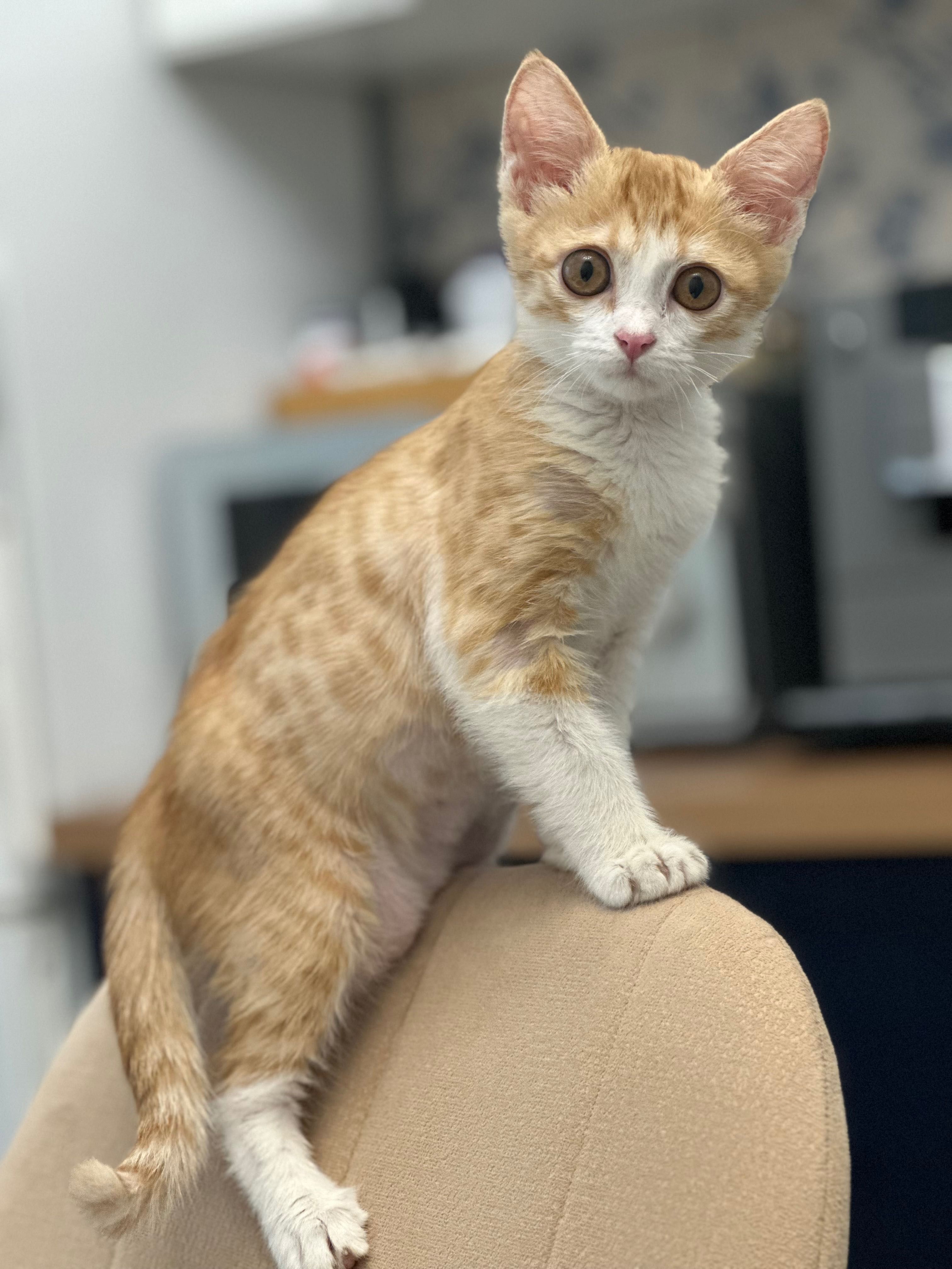 Котенок в добрые руки
