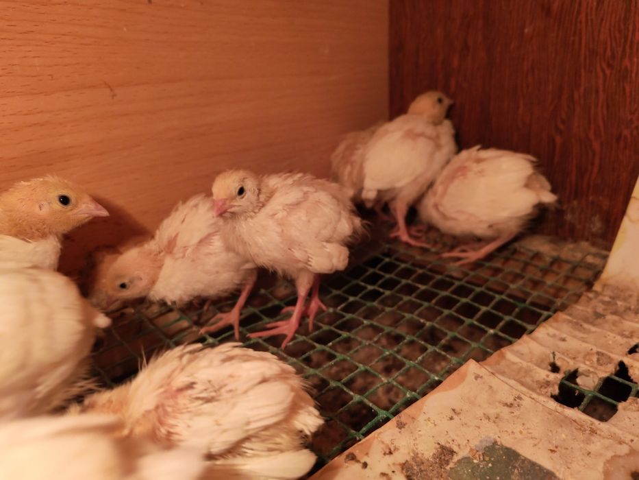 Белый гигант балапандары бар 7 кундик 500 ден