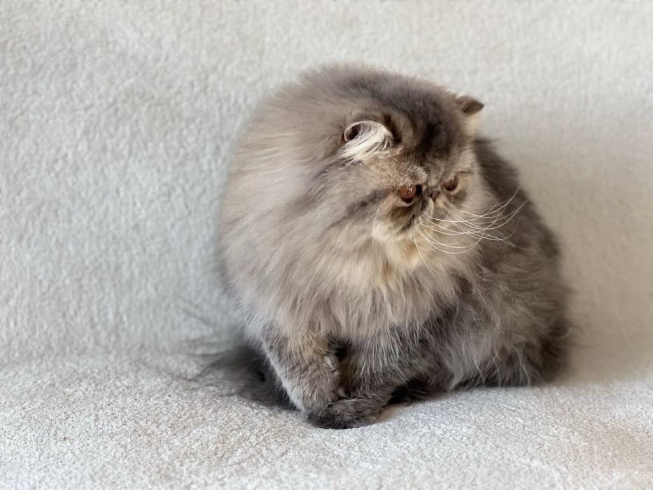 Чистопородна персийска женска котка-3 години, синьо таби – търси дом