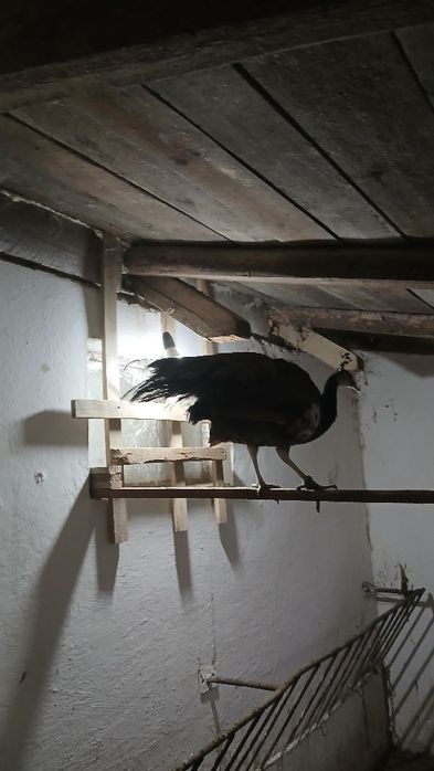 Vînd  păuni tineri standard din mai și iulie 2025.