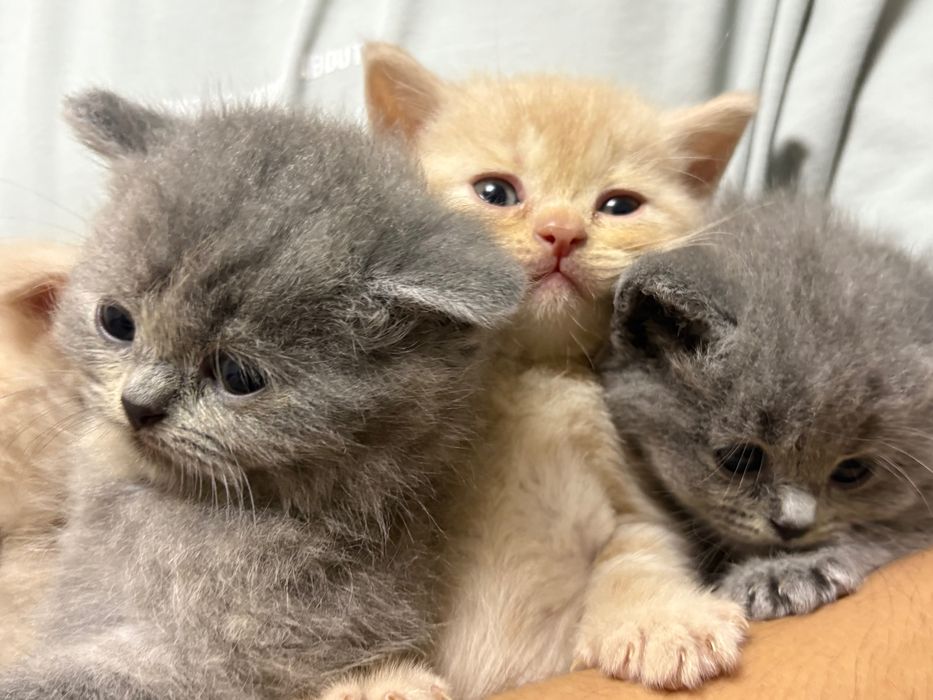 Котята Скоттиш Фолд и Скоттиш страйт