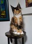 Felisa Autorizata WCF-rasa Maine Coon-Pedigree-Timisoara