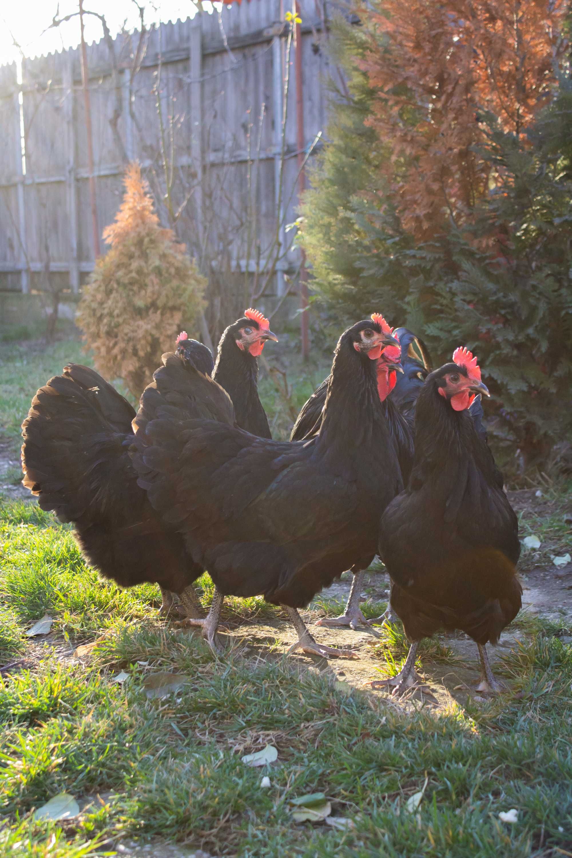 pui australorp -rasă mixtă expoziție