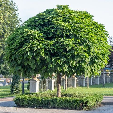 Catalpa nana globulara