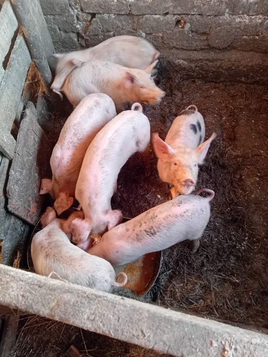 Продавам прасета