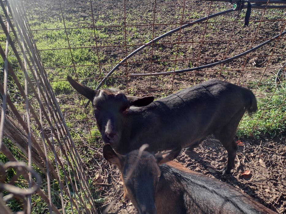 Ofer spre vânzare 2 capre (ieduțe)