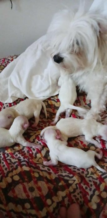 Болонки на 60 дни