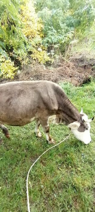 Vând vacă cu lapte.