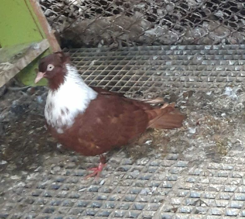 Мардини.Чирпански и типлери