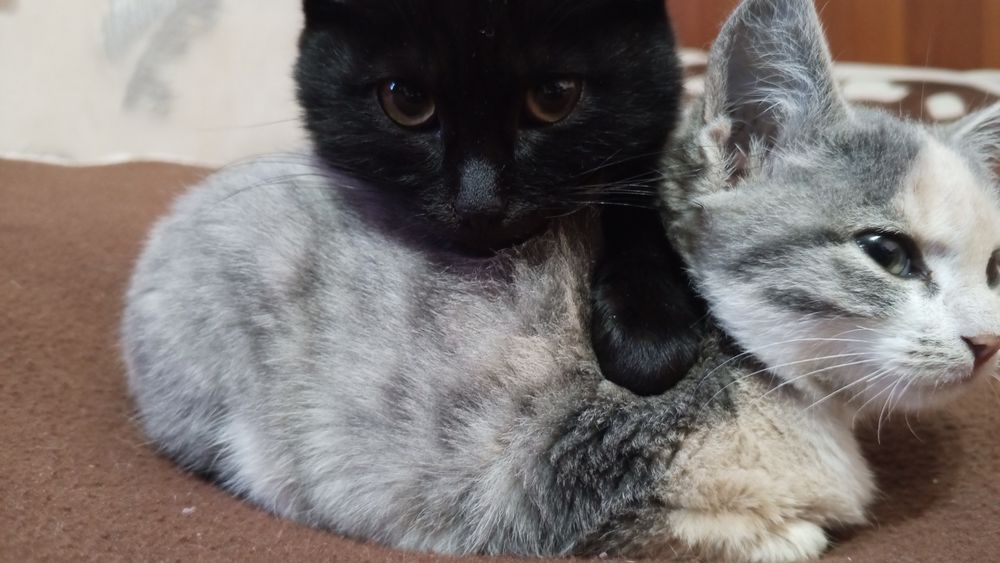 Отдам даром в добрые руки котёнка, очень спокойная.