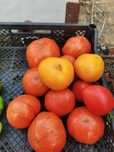 Продам небольшие помидоры, мясистые сорта, очень вкусные