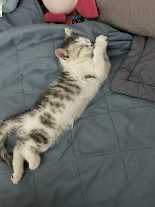 котенок в добрые руки