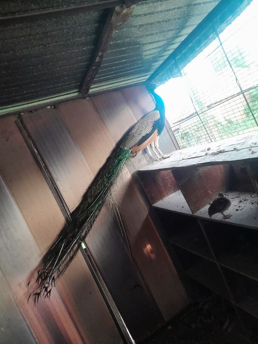 Vând păun comun matur