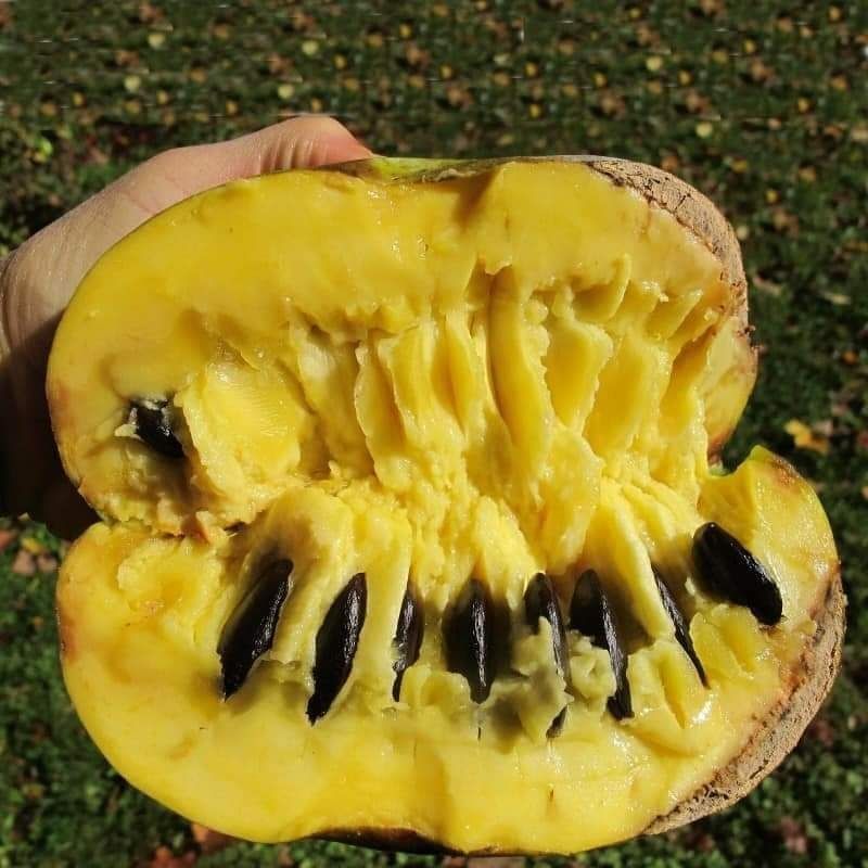 Paw paw banana nordului la ghiveci altoit