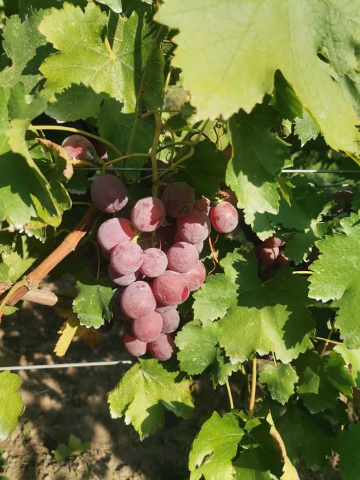 Struguri de masă Victoria