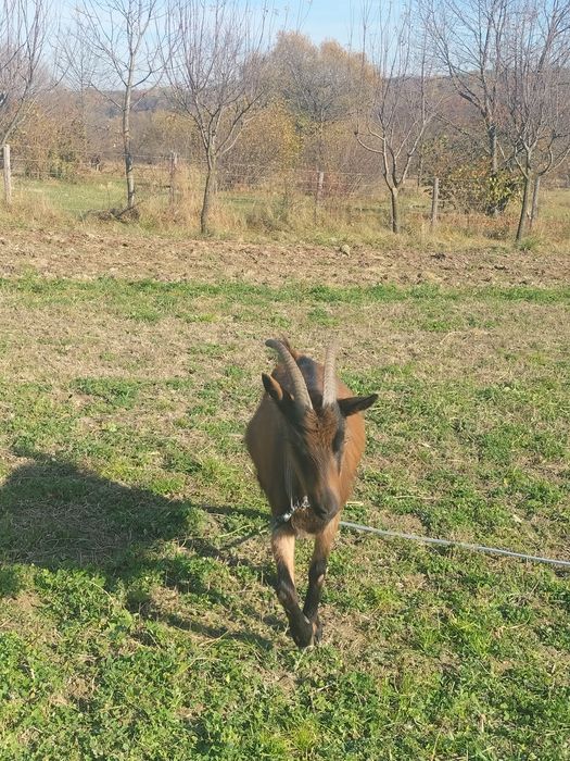 căprițe de vânzare