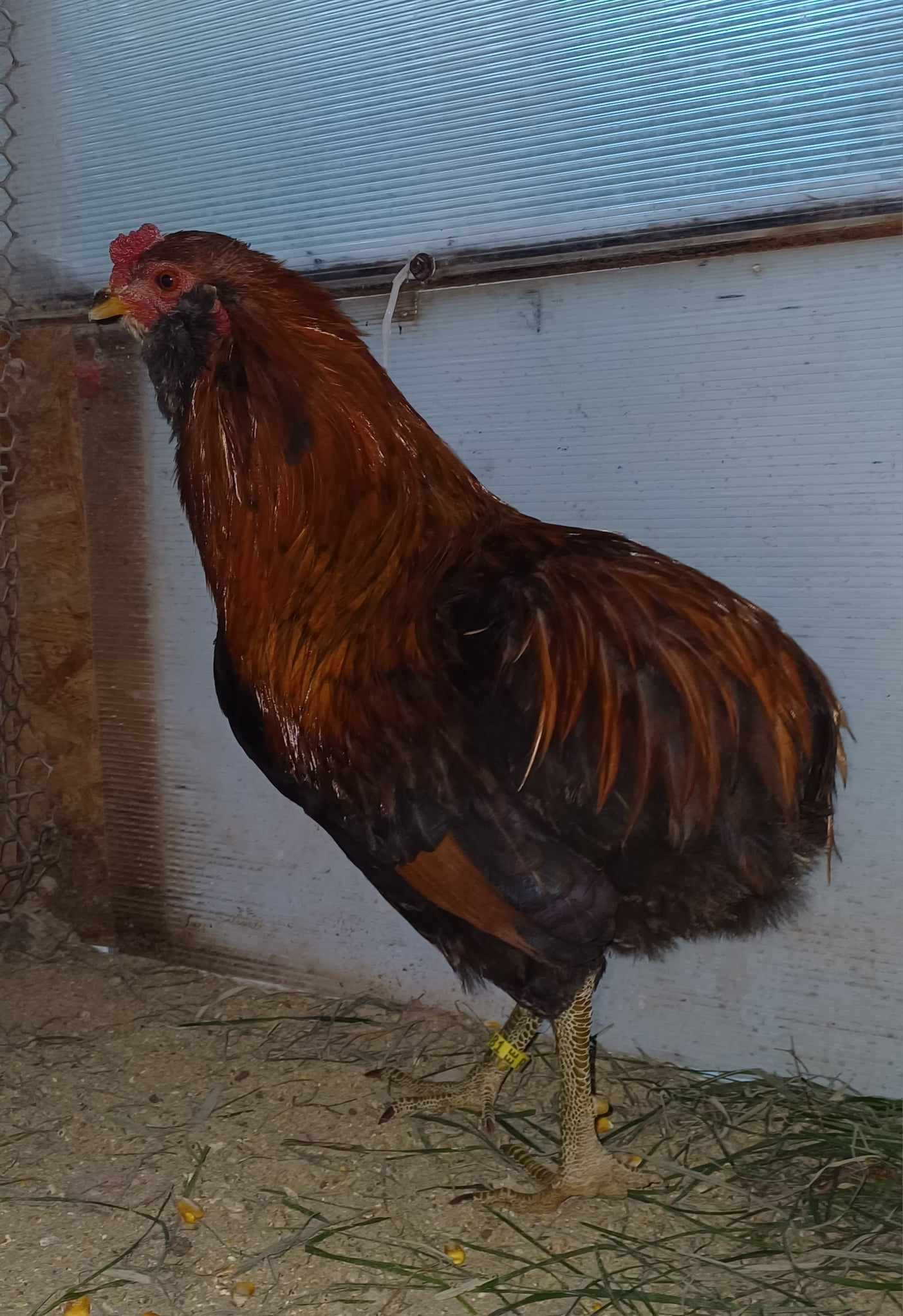 Disponibil cocoș ARAUCANA 2023