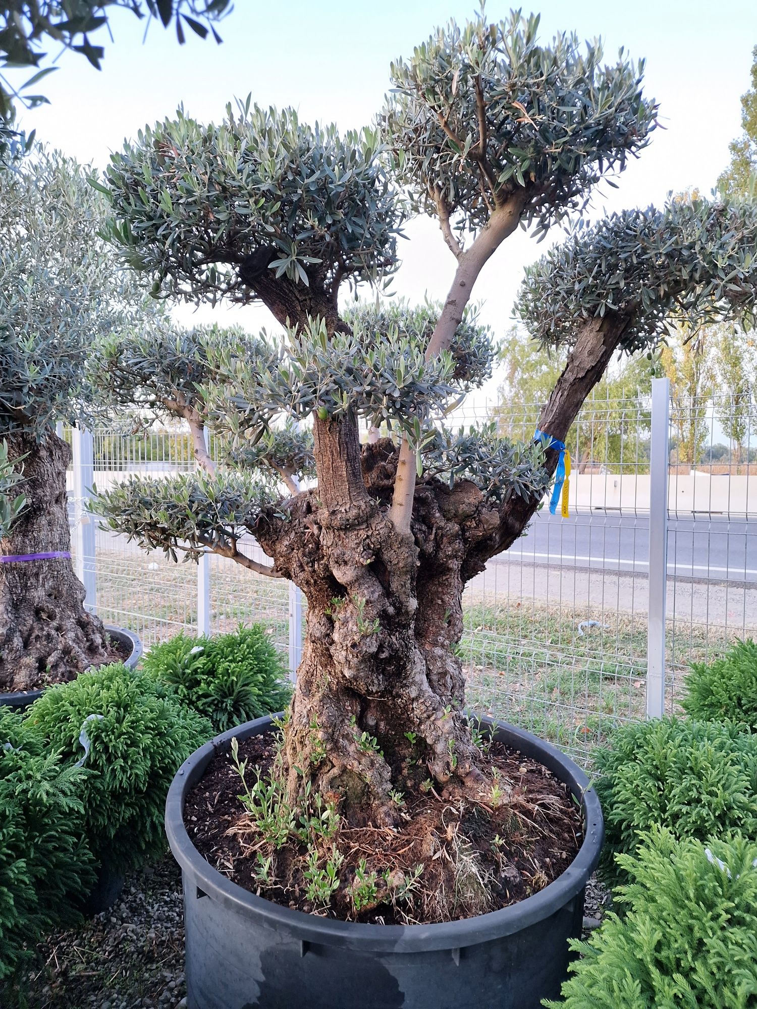 Bonsai din maslin, olea europaea 2m - 3m