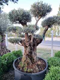 Bonsai din maslin, olea europaea 2m - 3m