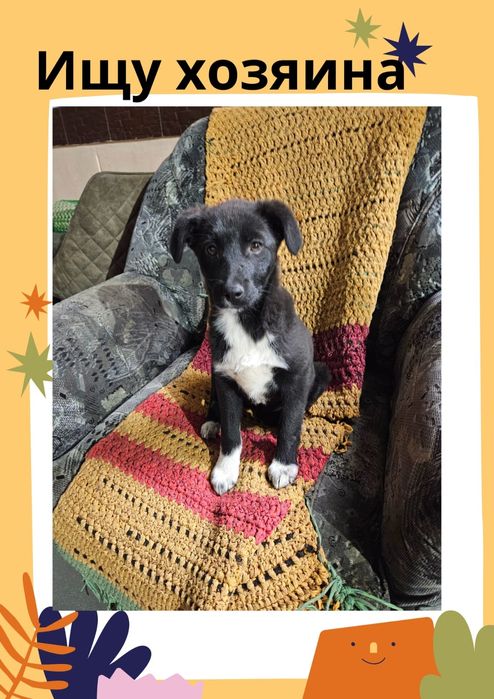 Бездомное чудо ищет хозяина!