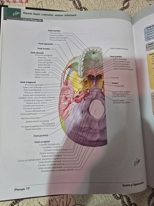 Atlas Netter ediția 7