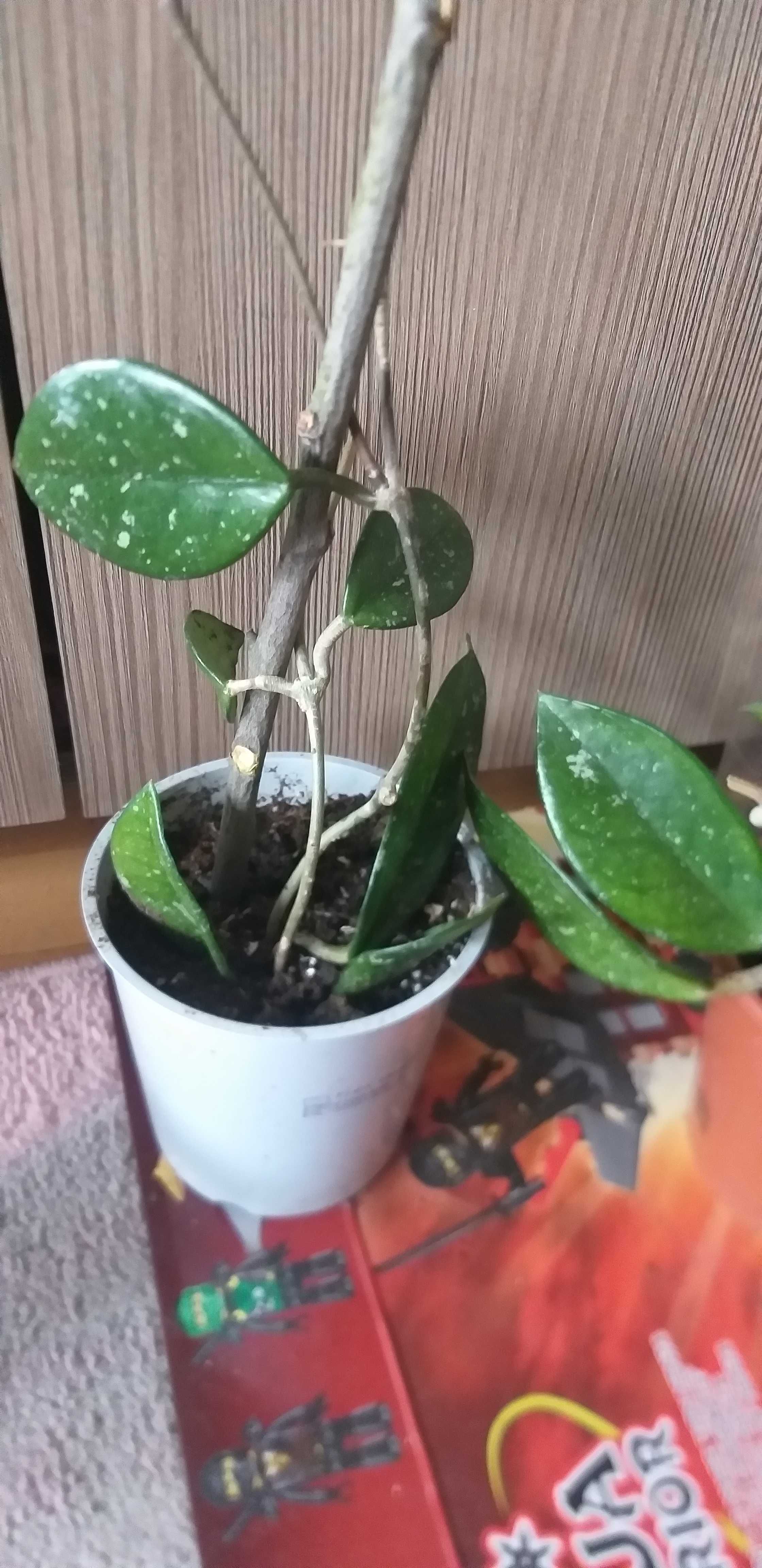 Vand plante de interior