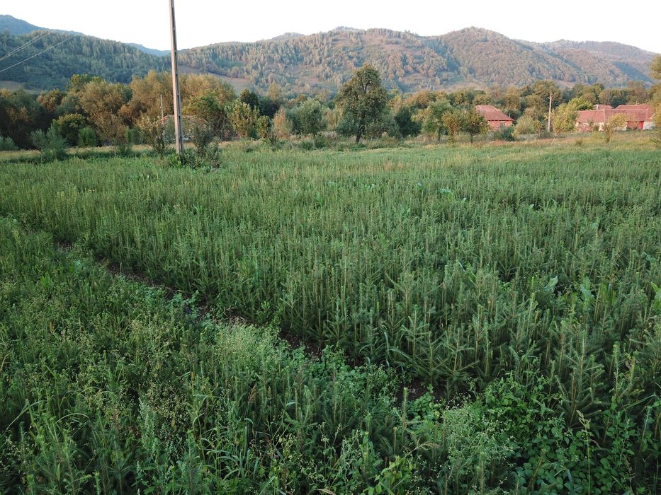Puieți de Molid (