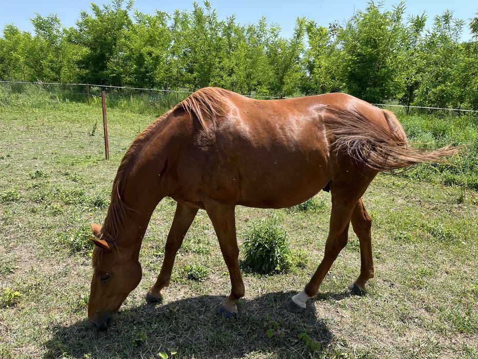 Cal pur sânge englez